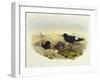 European Storm-Petrel (Hydrobates Pelagicus)-John Gould-Framed Giclee Print