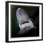 European Sturgeon (Huso Husocaptive) At Danube Delta Eco-Tourism Museum Centre Aquarium In Tulcea-Lundgren-Framed Photographic Print