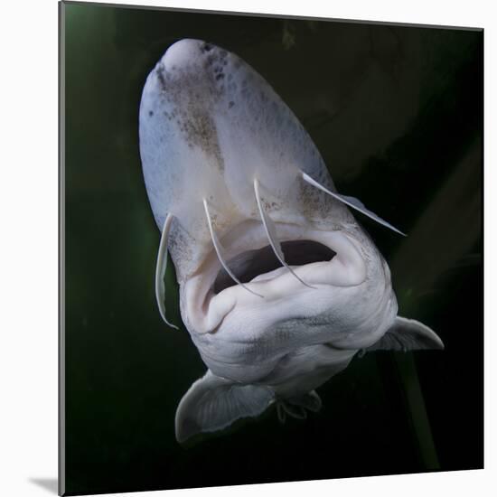 European Sturgeon (Huso Husocaptive) At Danube Delta Eco-Tourism Museum Centre Aquarium In Tulcea-Lundgren-Mounted Photographic Print