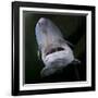 European Sturgeon (Huso Husocaptive) At Danube Delta Eco-Tourism Museum Centre Aquarium In Tulcea-Lundgren-Framed Photographic Print