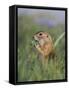 European Suslik Souslik Adult Feeding, National Park Lake Neusiedl, Austria-Rolf Nussbaumer-Framed Stretched Canvas