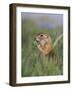 European Suslik Souslik Adult Feeding, National Park Lake Neusiedl, Austria-Rolf Nussbaumer-Framed Photographic Print