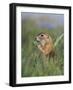 European Suslik Souslik Adult Feeding, National Park Lake Neusiedl, Austria-Rolf Nussbaumer-Framed Photographic Print