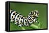 European Swallowtail Butterfly Larvae-null-Framed Stretched Canvas