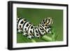 European Swallowtail Butterfly Larvae-null-Framed Photographic Print