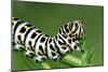 European Swallowtail Butterfly Larvae-null-Mounted Photographic Print