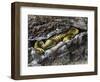 European Toad (Bufo Bufo), Bufonidae-null-Framed Giclee Print