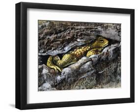 European Toad (Bufo Bufo), Bufonidae-null-Framed Giclee Print