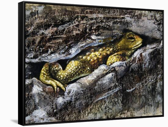 European Toad (Bufo Bufo), Bufonidae-null-Framed Stretched Canvas