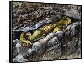 European Toad (Bufo Bufo), Bufonidae-null-Framed Stretched Canvas