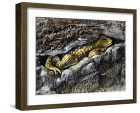 European Toad (Bufo Bufo), Bufonidae-null-Framed Giclee Print