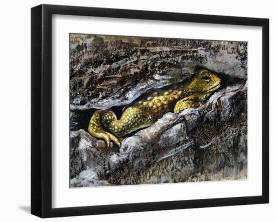 European Toad (Bufo Bufo), Bufonidae-null-Framed Giclee Print