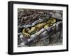 European Toad (Bufo Bufo), Bufonidae-null-Framed Giclee Print