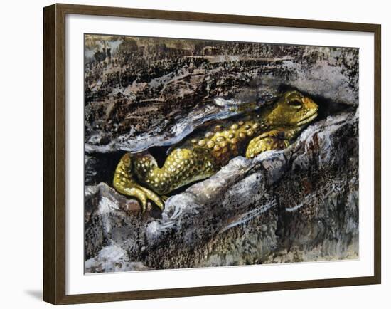 European Toad (Bufo Bufo), Bufonidae-null-Framed Giclee Print