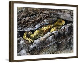 European Toad (Bufo Bufo), Bufonidae-null-Framed Giclee Print