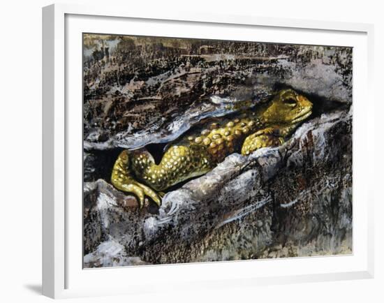 European Toad (Bufo Bufo), Bufonidae-null-Framed Giclee Print