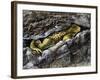 European Toad (Bufo Bufo), Bufonidae-null-Framed Giclee Print