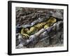 European Toad (Bufo Bufo), Bufonidae-null-Framed Giclee Print