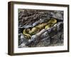 European Toad (Bufo Bufo), Bufonidae-null-Framed Premium Giclee Print