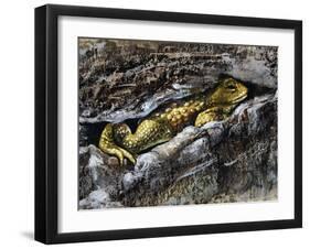 European Toad (Bufo Bufo), Bufonidae-null-Framed Premium Giclee Print