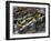 European Toad (Bufo Bufo), Bufonidae-null-Framed Premium Giclee Print