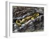 European Toad (Bufo Bufo), Bufonidae-null-Framed Premium Giclee Print