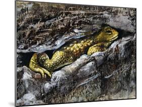 European Toad (Bufo Bufo), Bufonidae-null-Mounted Premium Giclee Print