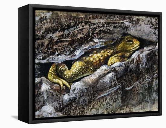 European Toad (Bufo Bufo), Bufonidae-null-Framed Stretched Canvas