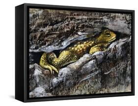 European Toad (Bufo Bufo), Bufonidae-null-Framed Stretched Canvas