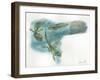 European Tree Frog Hyla Arborea, Stages of Transformation from Egg to Tadpole-null-Framed Giclee Print