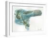 European Tree Frog Hyla Arborea, Stages of Transformation from Egg to Tadpole-null-Framed Giclee Print