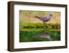 European turtle dove coming to drink, Hungary-Hermann Brehm-Framed Photographic Print