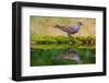 European turtle dove coming to drink, Hungary-Hermann Brehm-Framed Photographic Print