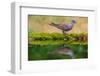 European turtle dove coming to drink, Hungary-Hermann Brehm-Framed Photographic Print