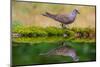 European turtle dove coming to drink, Hungary-Hermann Brehm-Mounted Photographic Print
