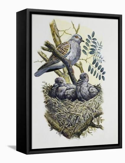 European Turtle Dove (Streptopelia Turtur) with Chicks at Nest, Columbidae-null-Framed Stretched Canvas