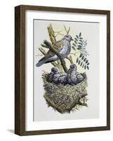 European Turtle Dove (Streptopelia Turtur) with Chicks at Nest, Columbidae-null-Framed Giclee Print