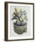 European Turtle Dove (Streptopelia Turtur) with Chicks at Nest, Columbidae-null-Framed Giclee Print