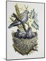 European Turtle Dove (Streptopelia Turtur) with Chicks at Nest, Columbidae-null-Mounted Giclee Print