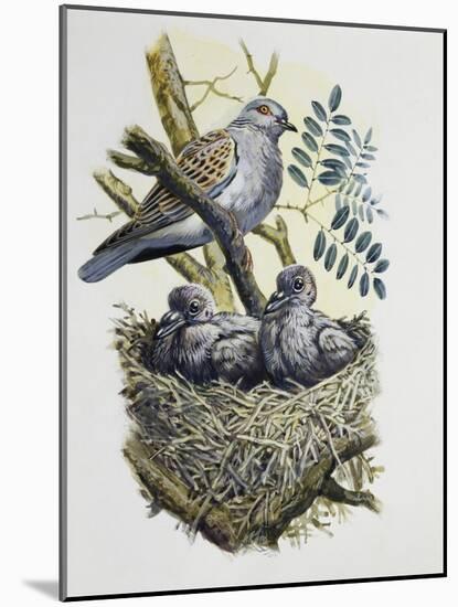 European Turtle Dove (Streptopelia Turtur) with Chicks at Nest, Columbidae-null-Mounted Giclee Print