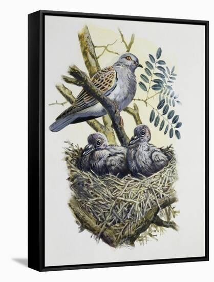 European Turtle Dove (Streptopelia Turtur) with Chicks at Nest, Columbidae-null-Framed Stretched Canvas