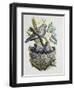 European Turtle Dove (Streptopelia Turtur) with Chicks at Nest, Columbidae-null-Framed Giclee Print