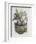 European Turtle Dove (Streptopelia Turtur) with Chicks at Nest, Columbidae-null-Framed Giclee Print