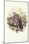 European Turtle-Dove (Streptopelia Turtur)-John Gould-Mounted Giclee Print