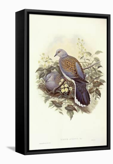 European Turtle-Dove (Streptopelia Turtur)-John Gould-Framed Stretched Canvas
