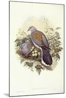 European Turtle-Dove (Streptopelia Turtur)-John Gould-Mounted Giclee Print