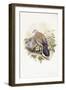 European Turtle-Dove (Streptopelia Turtur)-John Gould-Framed Giclee Print