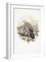 European Turtle-Dove (Streptopelia Turtur)-John Gould-Framed Giclee Print
