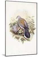 European Turtle-Dove (Streptopelia Turtur)-John Gould-Mounted Giclee Print