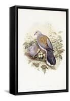 European Turtle-Dove (Streptopelia Turtur)-John Gould-Framed Stretched Canvas